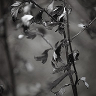 ID479 Little Leaves by Nicholas m Vivian