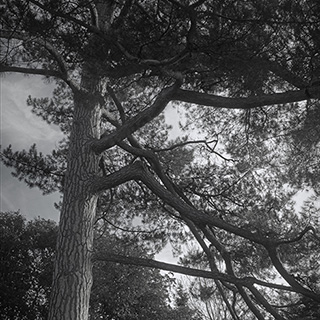 ID489 Common Pine by Nicholas M Vivian