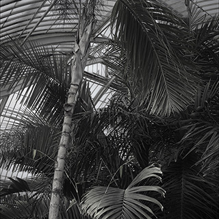 ID538 Palm House by Nicholas M Vivian