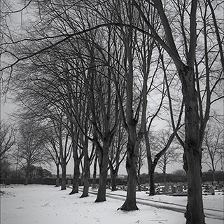 ID564 Trees Line in Snow by Nicholas M Vivian