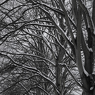 ID563 Snow on Branches by Nicholas m Vivian