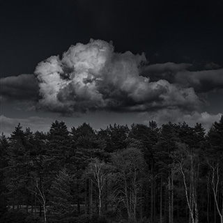 ID576 Cumulus above Trees by Nicholas M Vivian