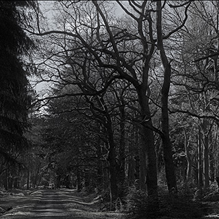ID580 Forest Path by Nicholas M Vivian