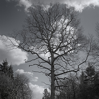 ID581 Lone Tree by Nicholas M Vivian